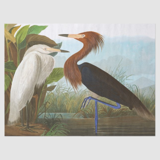 Papel De Seda Garza morada de John James Audubon (Anverso)