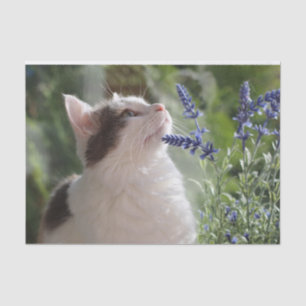 Papel De Seda Gatito Adorable En El Jardín