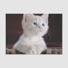 Papel De Seda Gatito blanco vulnerable