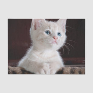 Papel De Seda Gatito blanco vulnerable