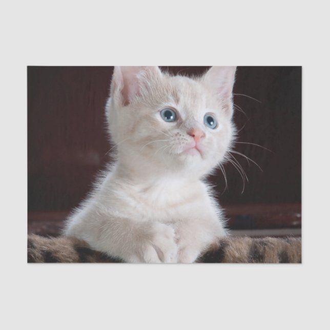 Papel De Seda Gatito blanco vulnerable (Anverso)