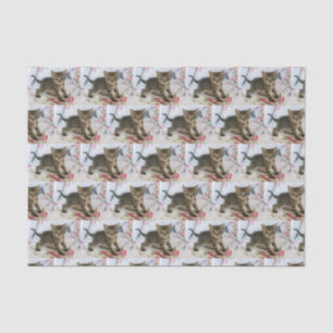 Papel De Seda Gatito De Tabby Cuerdo Sorprendido Con Patterino