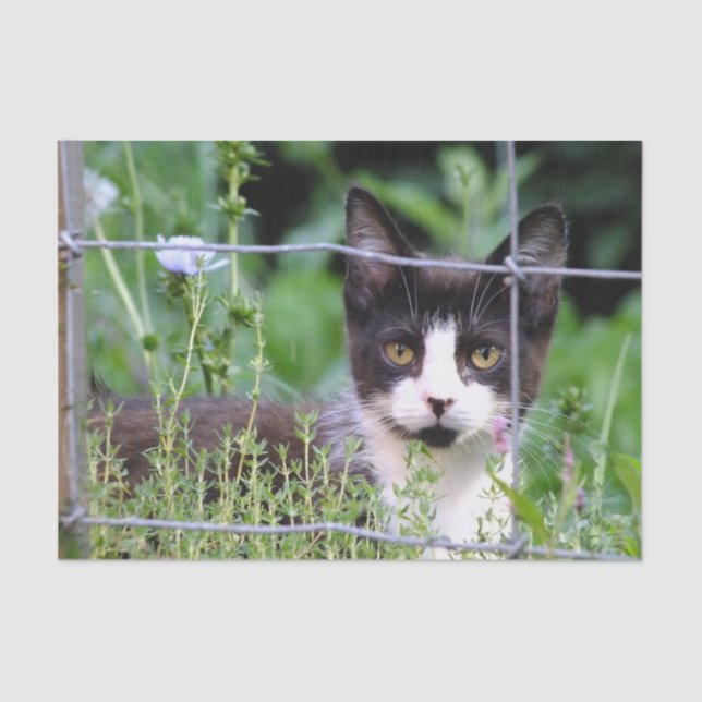 Papel De Seda Gatito de Tuxedo en el Jardín (Anverso)