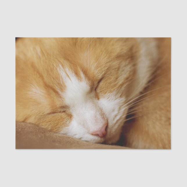 Papel De Seda Gatito durmiente (Anverso)