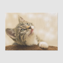 Papel De Seda Gatito lindo con una pata al aire libre