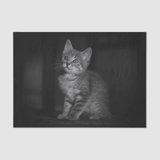 Papel De Seda Gatito preciado (Anverso)