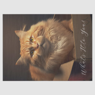 Papel De Seda Gato En La Caja De Zapatos - Gato Sarcástico