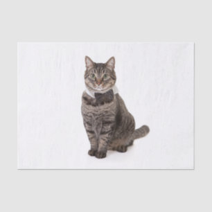 Papel De Seda Gato en Tuxedo