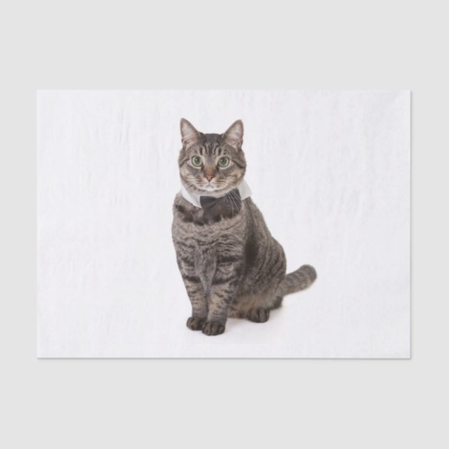 Papel De Seda Gato en Tuxedo (Anverso)