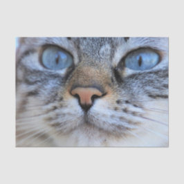 Papel De Seda Gato gris