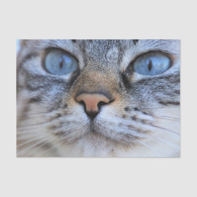 Papel De Seda Gato gris (Anverso)