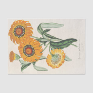 Papel De Seda Gazania splendens (hibride) de Charles Lemaire