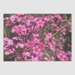 Papel De Seda Geraldton Wax