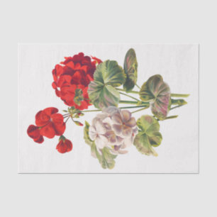 Papel De Seda Geranium, desacoplamiento