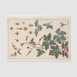 Papel De Seda Geranium, Eugene Grasset Botany Series