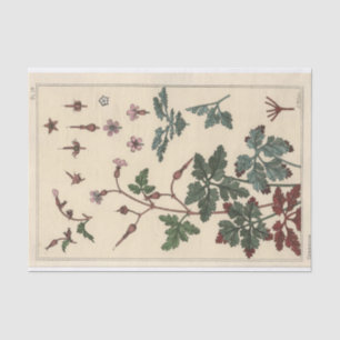 Papel De Seda Geranium, Eugene Grasset Botany Series