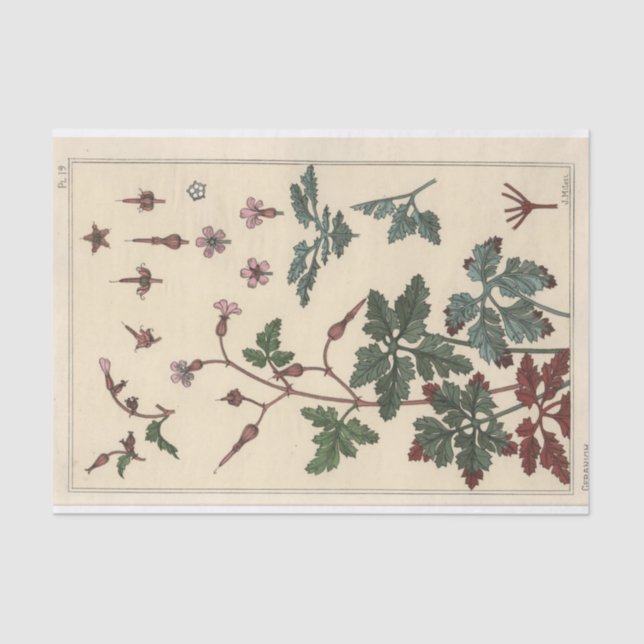 Papel De Seda Geranium, Eugene Grasset Botany Series (Anverso)