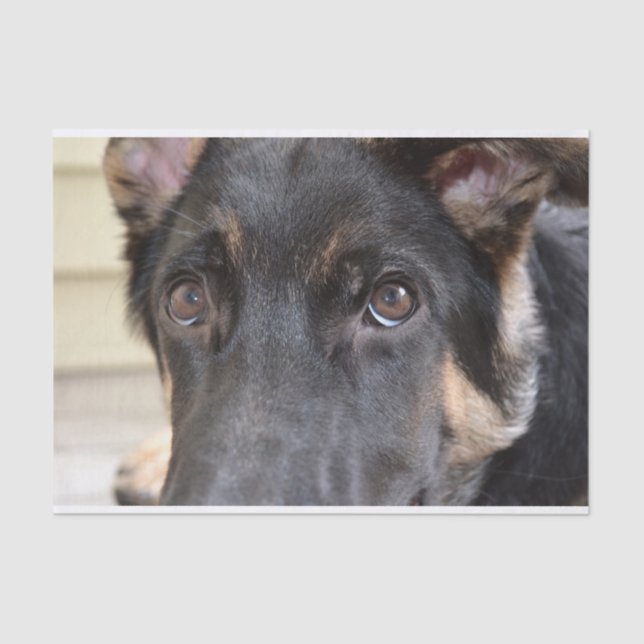 Papel De Seda German Shepherd by Shirley Taylor (Anverso)