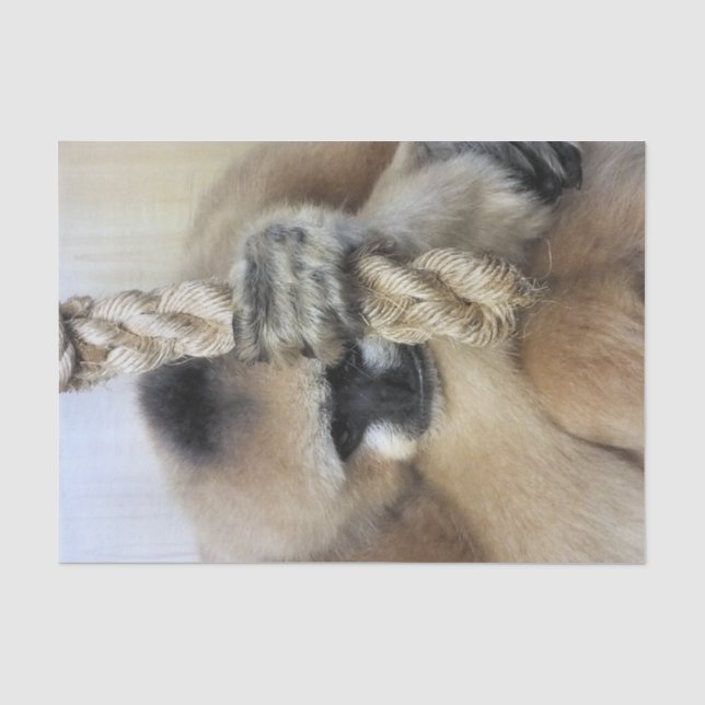 PAPEL DE SEDA GIBBON (Anverso)