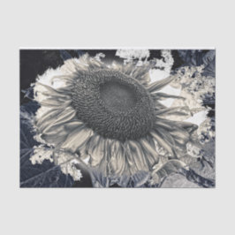 Papel De Seda Gigantes girasoles Sepia Rústico blanco negro