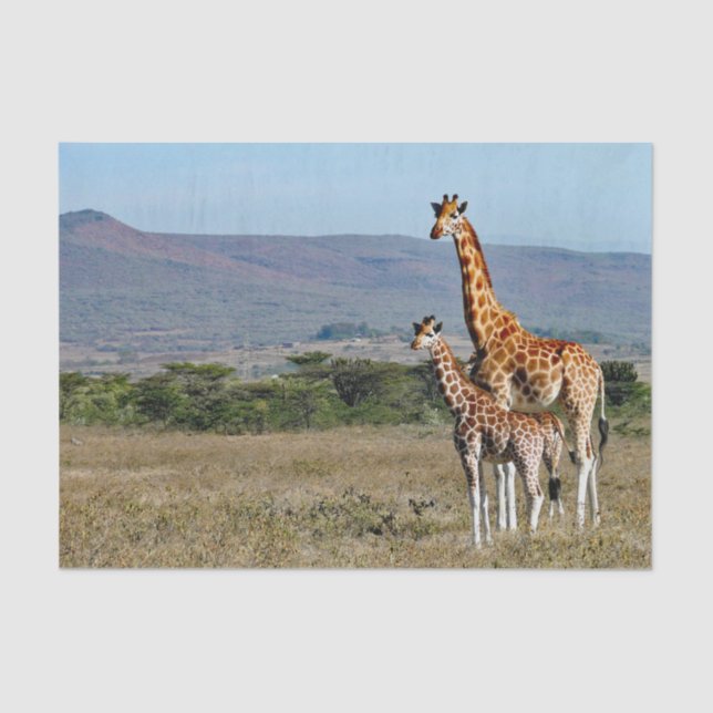 Papel De Seda Giraffe de la vida silvestre madre y foto del bebé (Anverso)