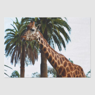 Papel De Seda Giraffe Graciosa Dando Una Frambuesa,