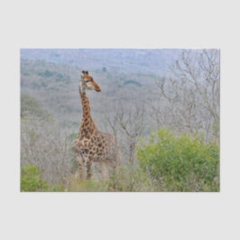 Papel De Seda Giraffe Savannah Foto
