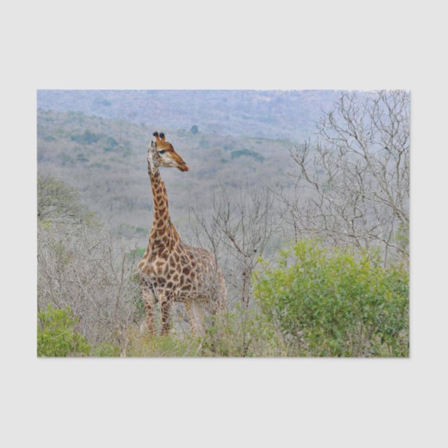 Papel De Seda Giraffe Savannah Foto (Anverso)