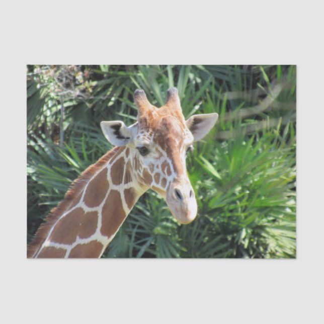 Papel De Seda Giraffe Tissue Paper (Anverso)