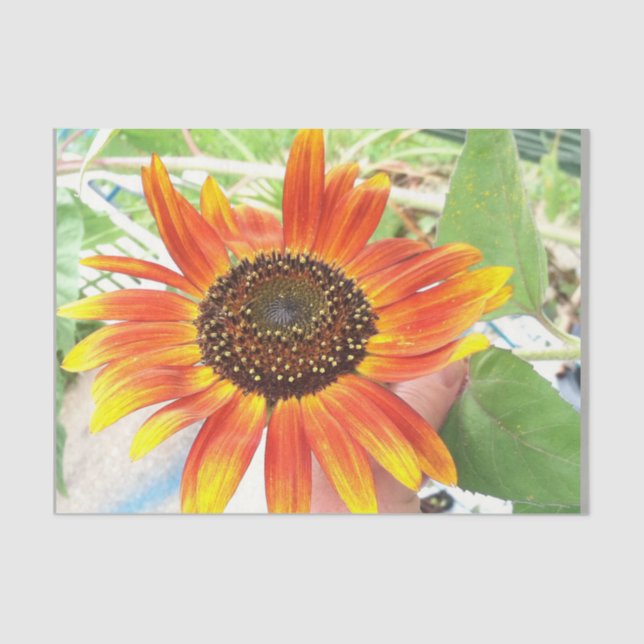 Papel De Seda girasol (Anverso)