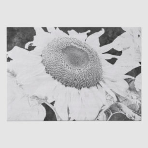 Papel De Seda Girasol Blanco Negro Antiguo Textura Vintage