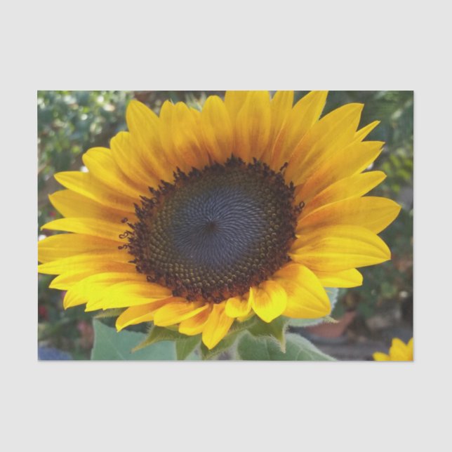 Papel De Seda Girasol bonito (Anverso)