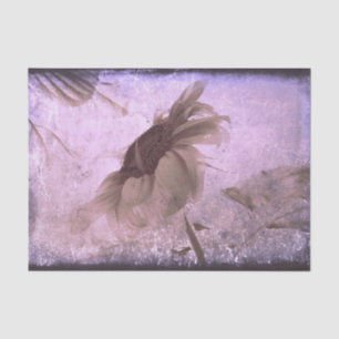 Papel De Seda Girasol Púrpura Sepia Antiguo Antigüedad Grunge