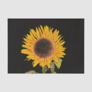 Papel De Seda Girasol Sencillo Fondo Negro Floral Elegante