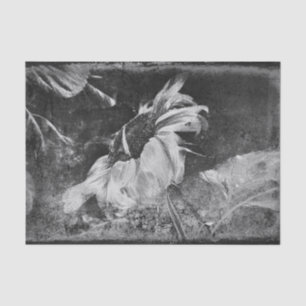 Papel De Seda Girasol Vintage Antiguo Textura Blanco Y Negro
