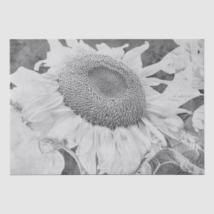 Papel De Seda Girasol Vintage Gris Blanco Textura Antigua