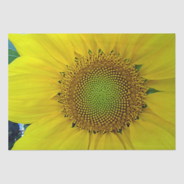 Papel De Seda Girasol y semillas, espiral, relación dorada (Anverso)