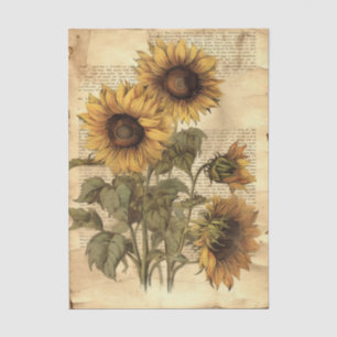 Papel De Seda Girasoles en Pergamino de Estilo Desgastado con Le