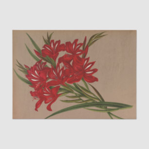 Papel De Seda Gladiolus Cardinalis por Arentina Hendrica Arendse