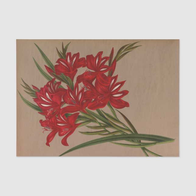 Papel De Seda Gladiolus Cardinalis por Arentina Hendrica Arendse (Anverso)