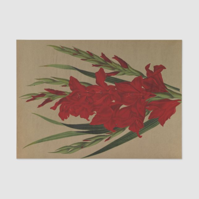 Papel De Seda Gladiolus Gandavensis. Var. Brench Leyensis (Anverso)