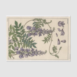 Papel De Seda Glicina, serie de botánica de Eugene Grasset