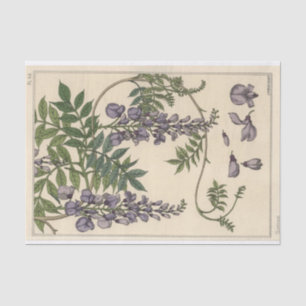 Papel De Seda Glicina, serie de botánica de Eugene Grasset