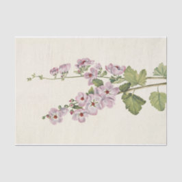 Papel De Seda Globemallow, de ojos naranjas, por Mary Vaux Walco