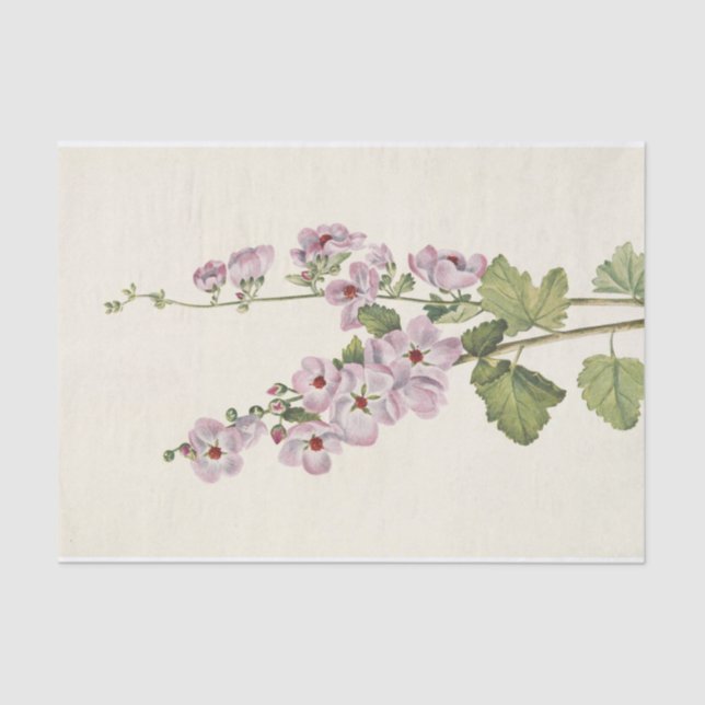 Papel De Seda Globemallow, de ojos naranjas, por Mary Vaux Walco (Anverso)