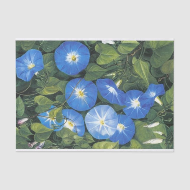 Papel De Seda Gloria azul de Marianne North (Anverso)