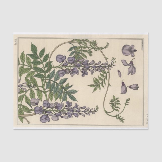 Papel De Seda Glycine, Eugene Grasset Botany Series (Anverso)
