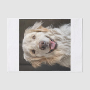 Papel De Seda Golden Retriever11