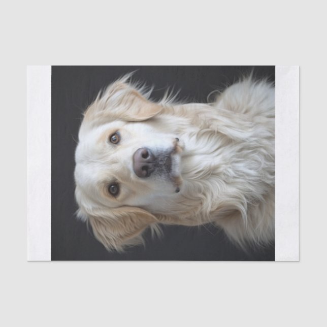 Papel De Seda Golden Retriever9 (Anverso)