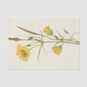 Papel De Seda Goldenbowl Mariposa de Mary Vaux Walcott